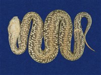 菊池氏龜殼花藏品圖，第6張